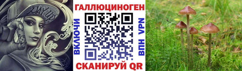 Псилоцибиновые грибы Psilocybe  продажа наркотиков  Сокол 